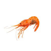 Large Wild Caught Spot Prawn - Botan Ebi