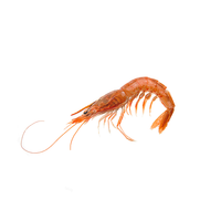 Small Wild Caught Rose Shrimp