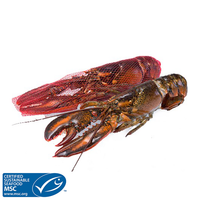 Raw Wild Atlantic Lobster Whole
