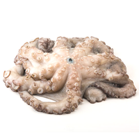 Large Spanish Octopus Whole Cleaned