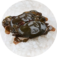 Small Soft Shell Crabs Cleaned