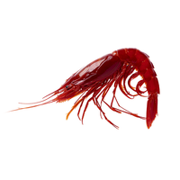 Super Jumbo Wild Carabinero Red Shrimp