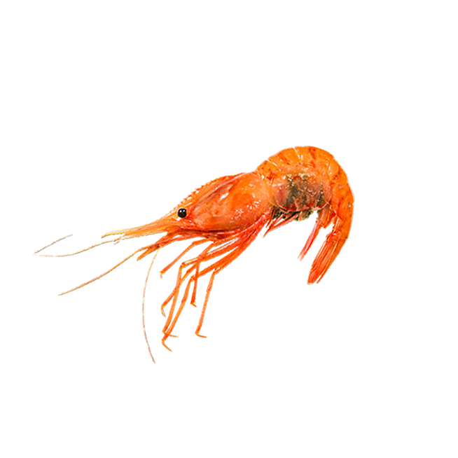 Large Wild Caught Spot Prawn - Botan Ebi