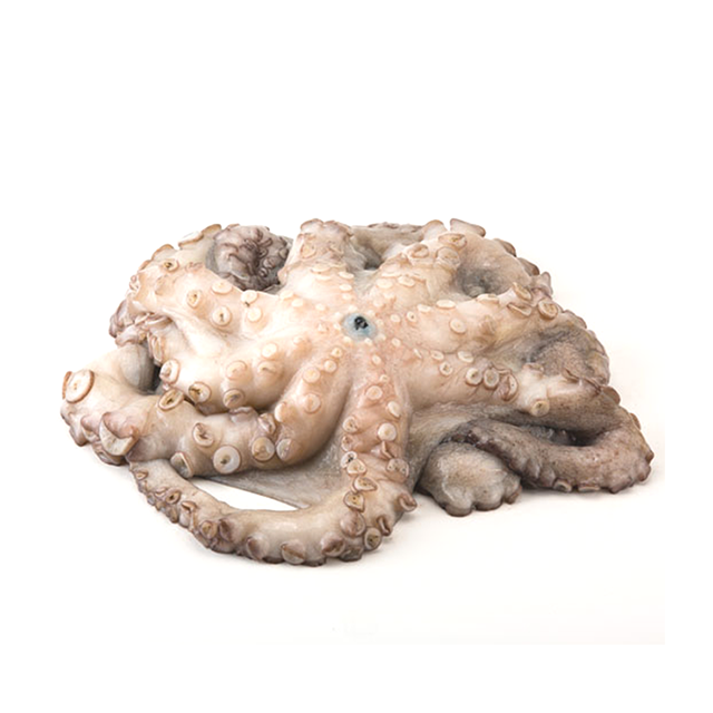 Small Spanish Octopus Whole Cleaned